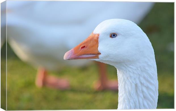 Goose Profile Canvas Print by Mark  F Banks