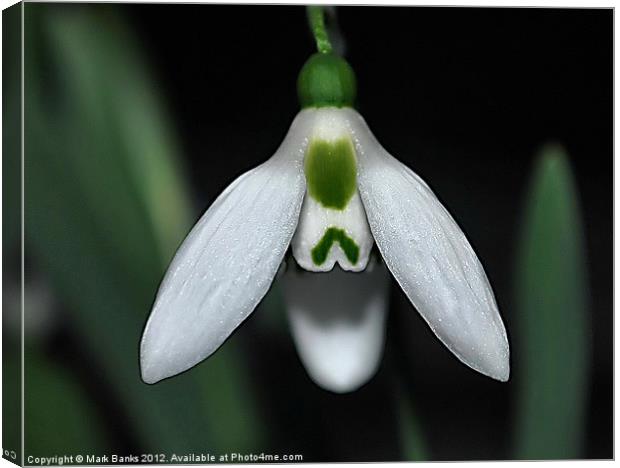 Snow Drop Canvas Print by Mark  F Banks