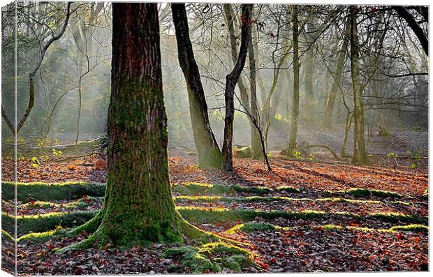 Old Trackway Canvas Print by Mark  F Banks