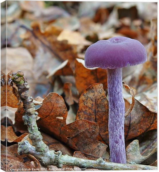 Amethyst Deceiver(Laccaria amethystina) Canvas Print by Mark  F Banks