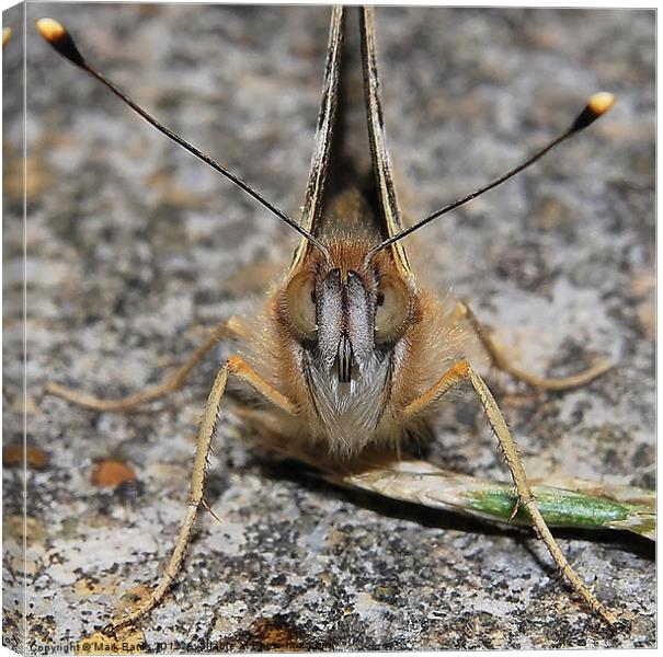 Eye Contact Canvas Print by Mark  F Banks