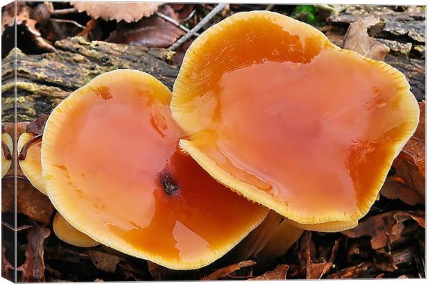 Saffron Milkcaps Canvas Print by Mark  F Banks