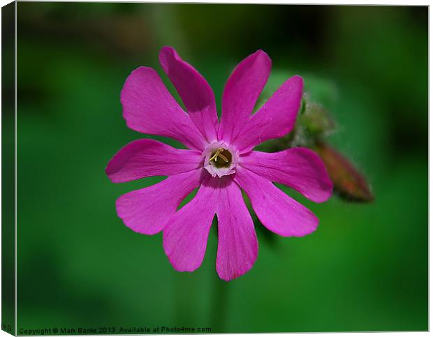 Red Campion Canvas Print by Mark  F Banks