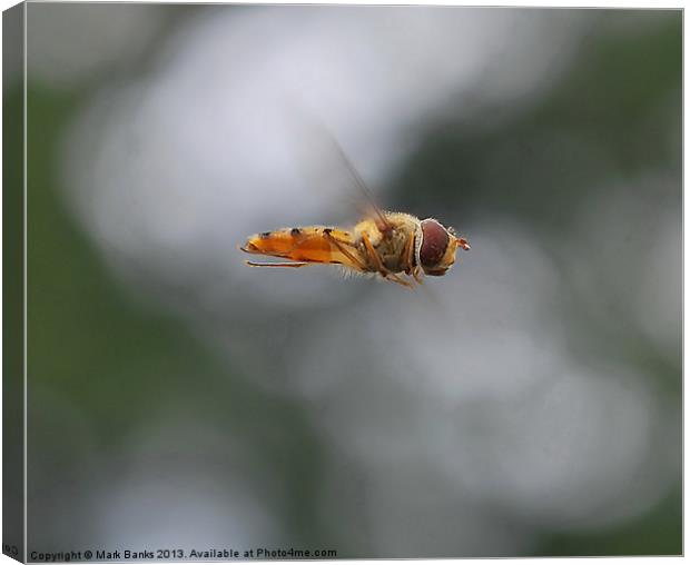 Hoverfly Inflight Canvas Print by Mark  F Banks
