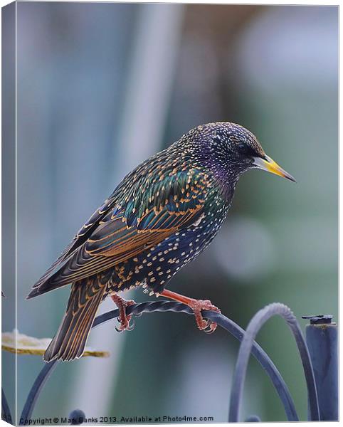 Starling Canvas Print by Mark  F Banks