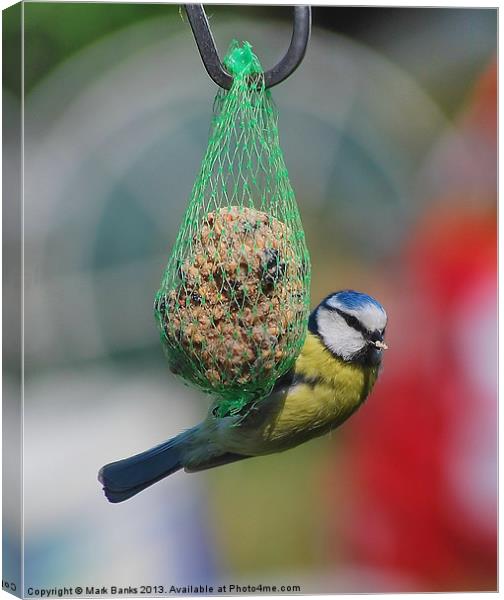 Blue tit Canvas Print by Mark  F Banks