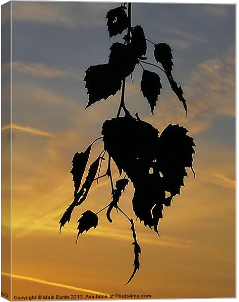 Leaf Silhouette Canvas Print by Mark  F Banks