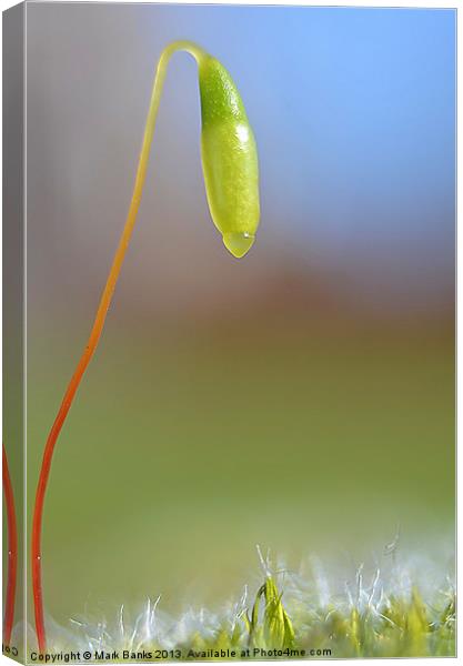 Seed Pod Canvas Print by Mark  F Banks