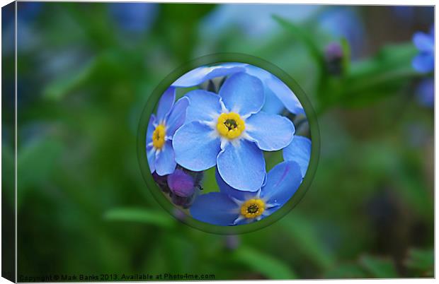 Forget-me-nots Canvas Print by Mark  F Banks