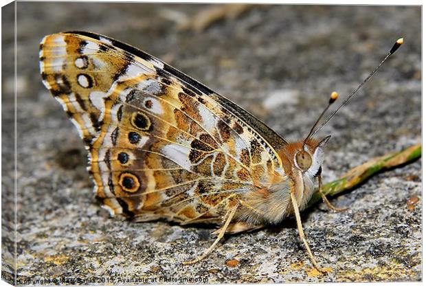 Painted Lady Resting Canvas Print by Mark  F Banks