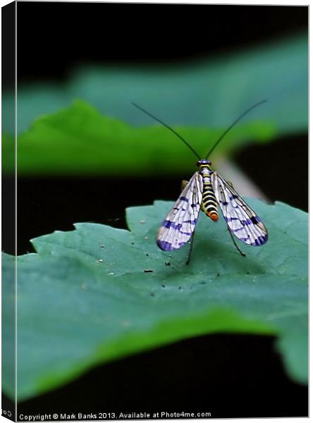 Scorpion fly Canvas Print by Mark  F Banks
