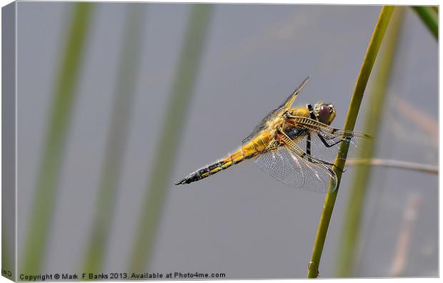 Broad - bodied Chaser [ Female ] Canvas Print by Mark  F Banks