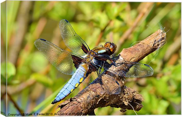 Broad-bodied Chaser [ male ] Canvas Print by Mark  F Banks