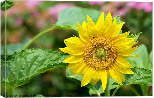 Sunflower 2 Canvas Print by Mark  F Banks