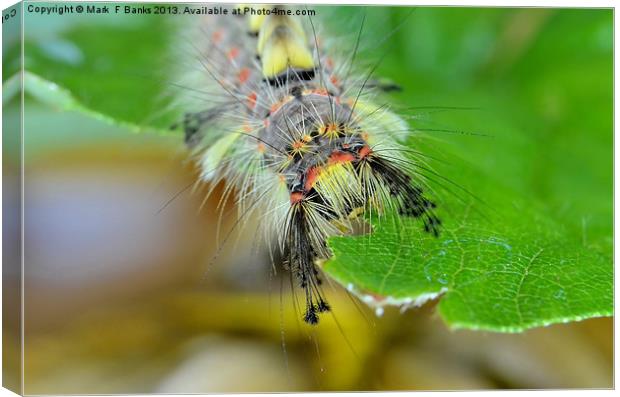 Caterpillar macro Canvas Print by Mark  F Banks