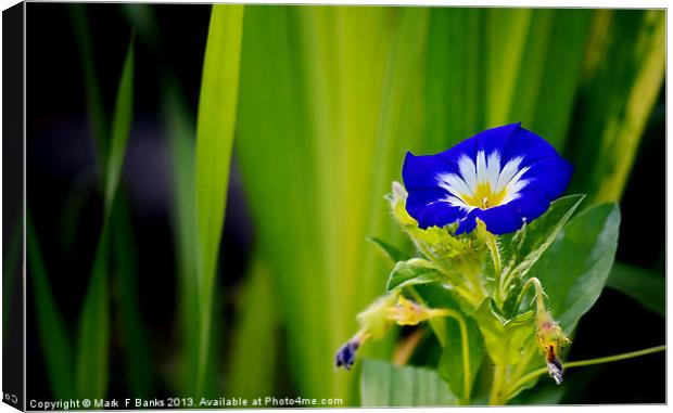 Petunia Canvas Print by Mark  F Banks