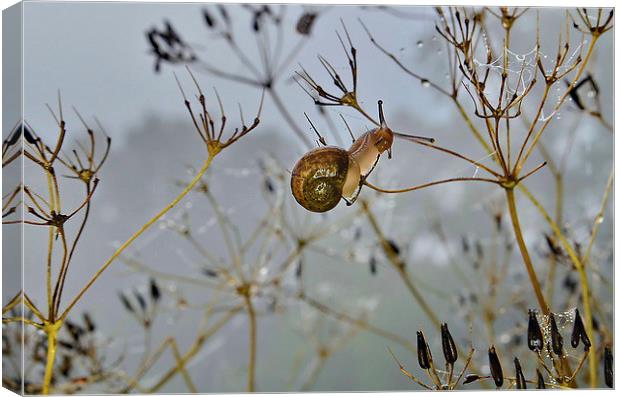 Snail in the Mist Canvas Print by Mark  F Banks