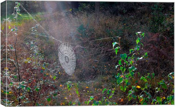 Spider Web Canvas Print by Mark  F Banks