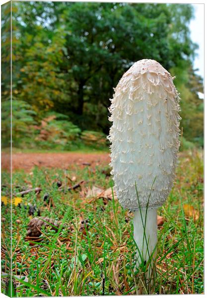 Shaggy Ink Cap Canvas Print by Mark  F Banks