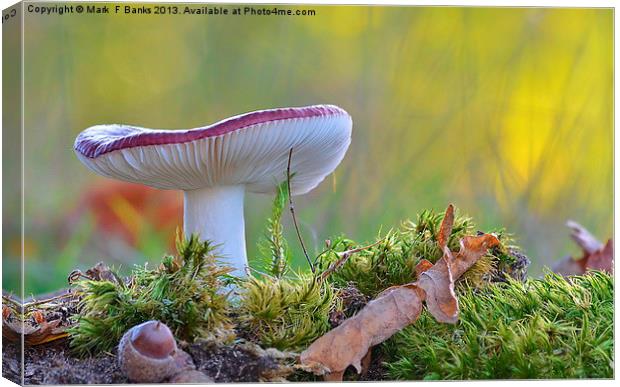 Russula  undulata Canvas Print by Mark  F Banks