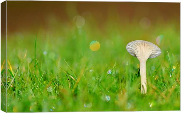 Snowy Waxcap Canvas Print by Mark  F Banks