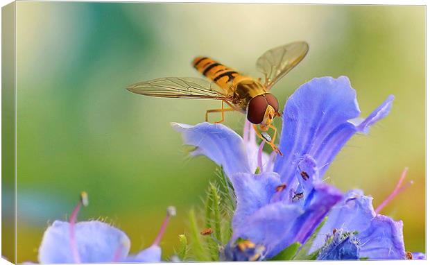 Hoverfly Feeding Canvas Print by Mark  F Banks