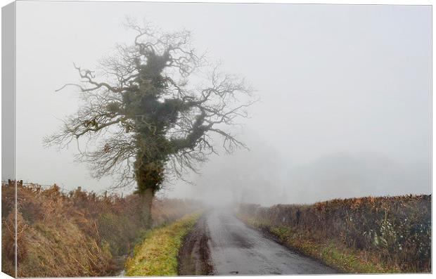 A Favourite Tree Canvas Print by Mark  F Banks