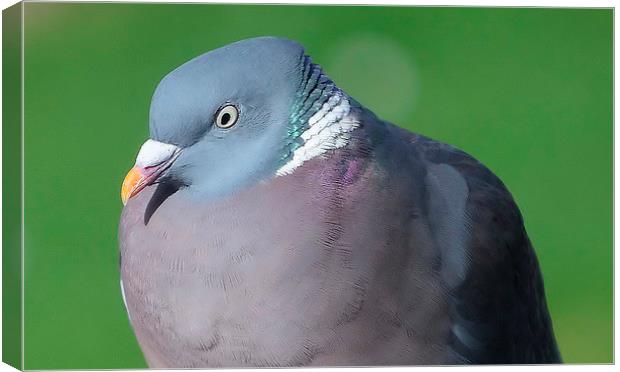 Wood Pigeon Canvas Print by Mark  F Banks