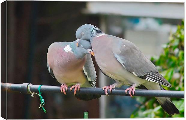 Everyone Loves A Cuddle Canvas Print by Mark  F Banks