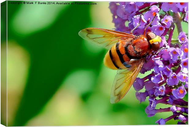  Hoverfly  Volucella Zonaria Canvas Print by Mark  F Banks