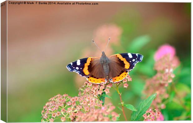 Red Admiral Canvas Print by Mark  F Banks