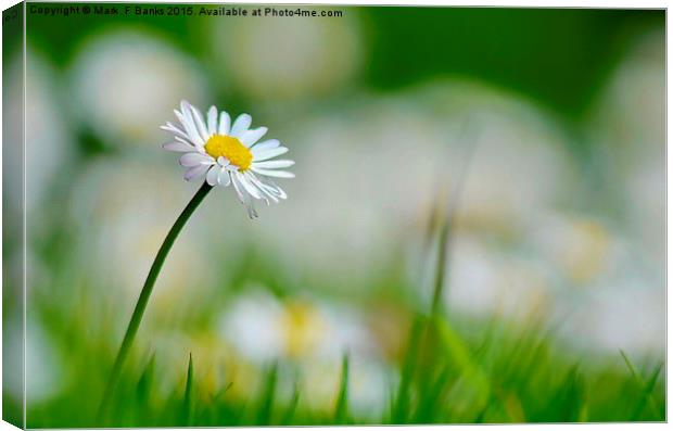  Daisey Canvas Print by Mark  F Banks