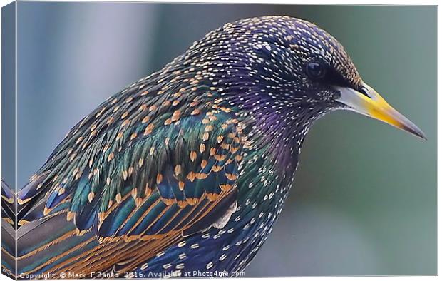 Starling Colours Canvas Print by Mark  F Banks