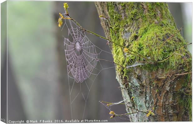 Spider web and moss on tree. Canvas Print by Mark  F Banks