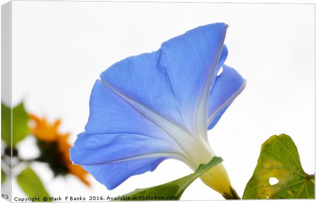 Morning Glory from Below Canvas Print by Mark  F Banks