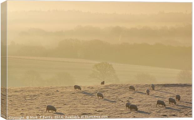 Sheep at Dawn Canvas Print by Mark  F Banks