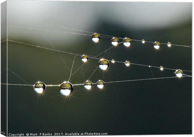 Dew Drop Rays Canvas Print by Mark  F Banks