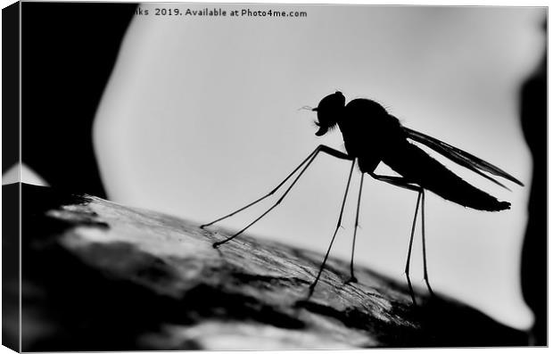 Snipe Fly Silhouette Canvas Print by Mark  F Banks