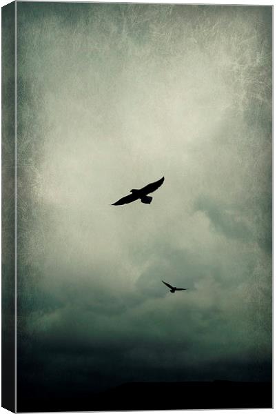 Fly Away Canvas Print by Iona Newton