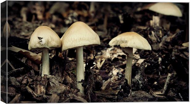 Mushrooms Canvas Print by Iona Newton