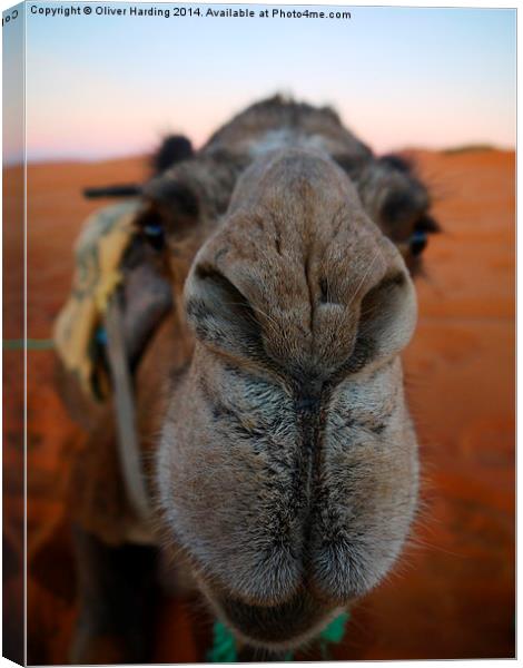  Be more Camel  Canvas Print by Oliver Harding