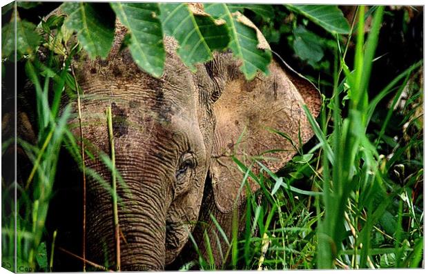 Malaysian Pygmy Elephant Canvas Print by Mattie Devreaux Chamberlain