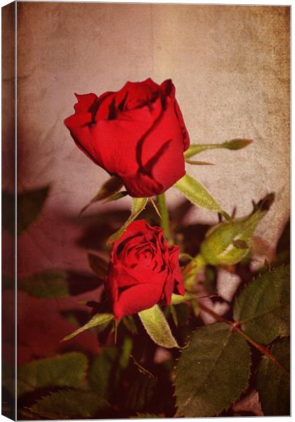 Red roses. Canvas Print by Nadeesha Jayamanne