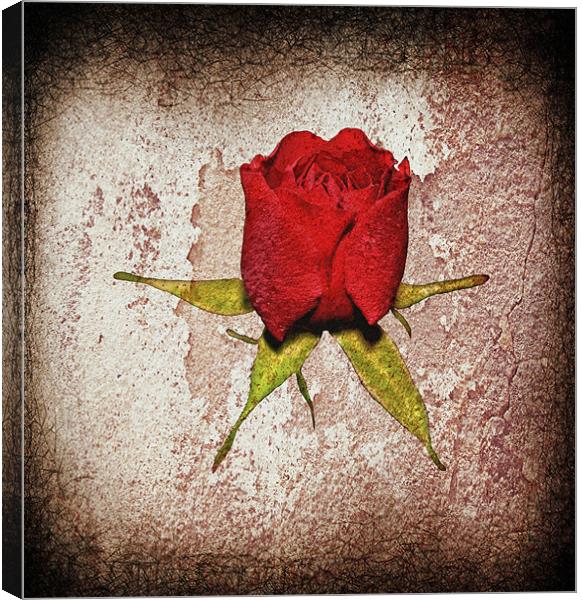Little red rose... Canvas Print by Nadeesha Jayamanne