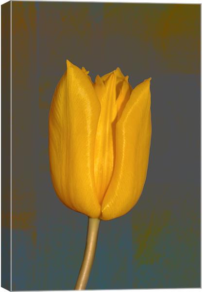 Yellow Tulip Canvas Print by Nadeesha Jayamanne