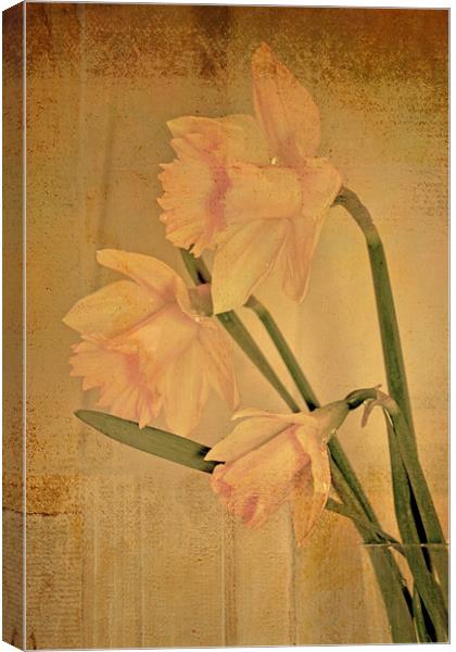 Daffodil 2 Canvas Print by Nadeesha Jayamanne