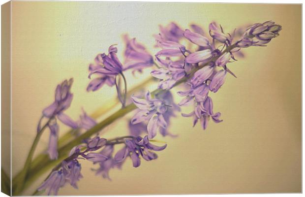 Bluebells!! Canvas Print by Nadeesha Jayamanne