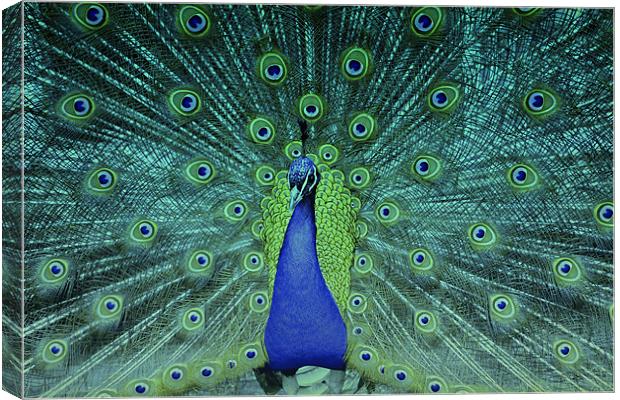 Dancing Peacock!! Canvas Print by Nadeesha Jayamanne