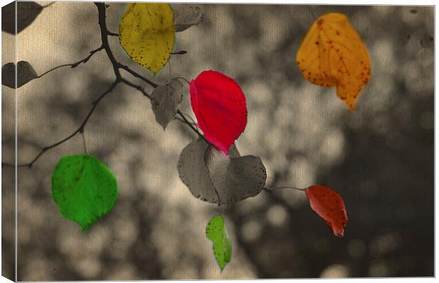 Autumn colors!! Canvas Print by Nadeesha Jayamanne