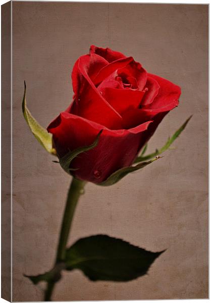 Red rose.. Canvas Print by Nadeesha Jayamanne